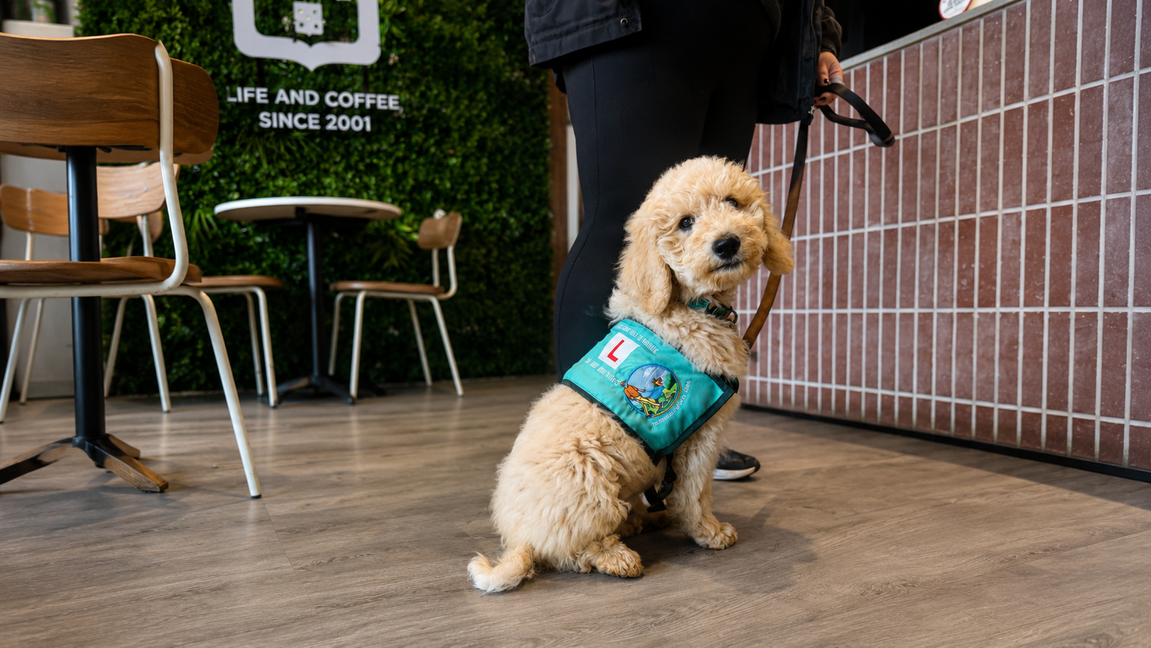 Adult dog training session